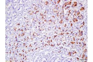 Formalin-fixed and paraffin embedded mouse stomach tissue labeled with Anti-Claudin 19 Polyclonal Antibody, Unconjugated (ABIN2173171) at 1:200 followed by conjugation to the secondary antibody and DAB staining (Claudin 19 antibody  (AA 21-120))
