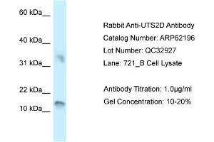 Western Blotting (WB) image for anti-Urotensin 2B (UTS2B) (C-Term) antibody (ABIN2789058) (Urotensin 2B antibody  (C-Term))
