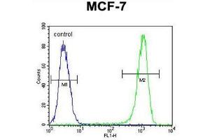 BCL10 Antibody (N-term) flow cytometric analysis of MCF-7 cells (right histogram) compared to a negative control cell (left histogram).