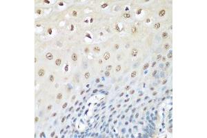 Immunohistochemistry of paraffin-embedded human esophagus using VCP antibody. (VCP antibody  (AA 647-806))