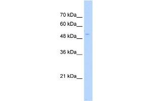 WB Suggested Anti-POLS Antibody Titration:  0. (PAP Associated Domain Containing 7 (PAPD7) (N-Term) antibody)