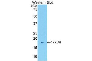 Western Blotting (WB) image for anti-Interleukin 1 Receptor, Type I (IL1R1) (AA 226-352) antibody (ABIN1859390)