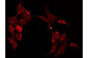 ABIN6275039 staining Hela by IF/ICC. (Contactin 6 antibody  (Internal Region))