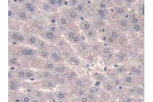 DAB staining on IHC-P; Samples: Mouse Liver Tissue (SULF2 antibody  (AA 337-654))