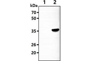 anti-Aldo-Keto Reductase Family 7, Member A3 (Aflatoxin Aldehyde Reductase) (AKR7A3) (AA 1-331) antibody