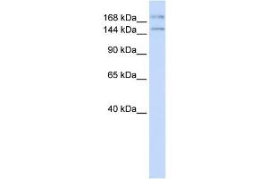 WB Suggested Anti-IFT140 Antibody Titration:  0.