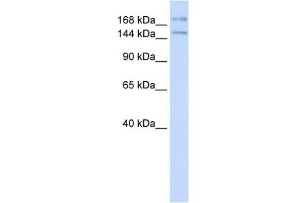 IFT140 Antikörper  (N-Term)