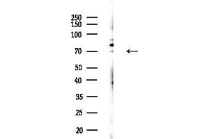 Western blot analysis of lysates from (LPS, 4h treatment), using TXK Antibody at 1/1000 dilution.
