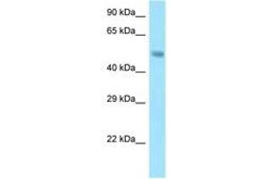 Image no. 1 for anti-Sorting Nexin 5 (SNX5) (AA 31-80) antibody (ABIN6748214) (SNX5 antibody  (AA 31-80))