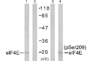 Western blot analysis of extracts from NIH/3T3 cells untreated or treated with FBS, using elF4E (Ab-209) antibody (Line 1 and 2) and elF4E (Phospho- Ser209) antibody (Line 3 and 4). (EIF4E antibody  (pSer209))