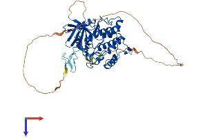 AlphaFold protein structure predicition of Human Recombinant VRK3 Protein, UniprotID Q8IV63 (VRK3 Protein (AA 1-474) (His tag))