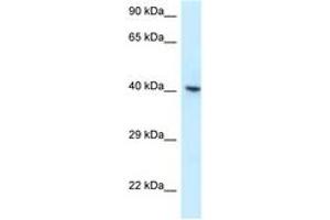 Image no. 1 for anti-RNA Binding Motif Protein, X-Linked (RBMX) (AA 314-363) antibody (ABIN6747638) (RBMX antibody  (AA 314-363))