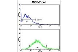 Flow cytometric analysis of MCF-7 cells using EphB6 Antibody (N-term S45) (bottom histogram) compared to a negative control cell (top histogram). (EPH Receptor B6 antibody  (N-Term))