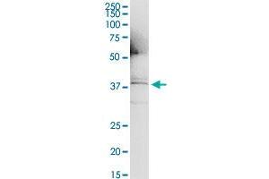 Immunoprecipitation of IL1A transfected lysate using anti-IL1A monoclonal antibody and Protein A Magnetic Bead , and immunoblotted with IL1A MaxPab rabbit polyclonal antibody. (IL1A antibody  (AA 172-271))