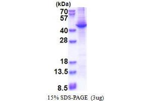SDS-PAGE (SDS) image for Apolipoprotein A-V (APOA5) (AA 24-366) protein (His tag) (ABIN5853437)