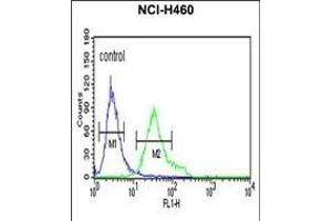 DGCR8 Antibody (Center) (ABIN652880 and ABIN2842569) flow cytometric analysis of NCI- cells (right histogram) compared to a negative control cell (left histogram). (DGCR8 antibody  (AA 439-466))
