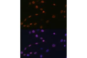 Immunofluorescence analysis of NIH-3T3 cells using K/H Rabbit mAb (ABIN7267702) at dilution of 1:100 (40x lens). (HAT1 antibody)
