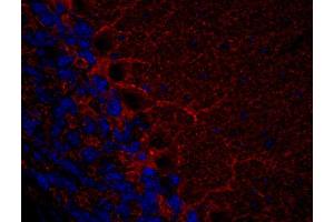 Indirect immunohistochemistry of a PFA fixed mouse cerebellum section (dilution 1 : 500). (GAD65 antibody  (AA 3-96))
