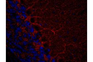 Indirect immunohistochemistry of a PFA fixed mouse cerebellum section (dilution 1 : 500). (GAD65 antibody  (AA 3-96))