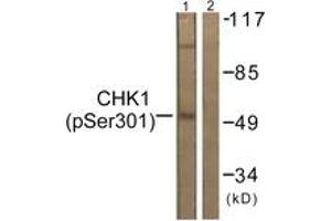 Western blot analysis of extracts from 293 cells, using Chk1 (Phospho-Ser301) Antibody. (CHEK1 antibody  (pSer301))