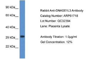 Western Blotting (WB) image for anti-Deoxyribonuclease I-Like 3 (DNASE1L3) (C-Term) antibody (ABIN2788880) (DNASE1L3 antibody  (C-Term))