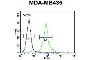 CCDC81 Antibody (Center) flow cytometric analysis of MDA-MB435 cells (right histogram) compared to a negative control cell (left histogram). (CCDC81 antibody  (Middle Region))