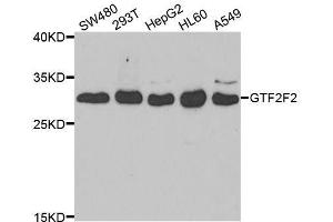Western blot analysis of extracts of various cell lines, using GTF2F2 antibody. (GTF2F2 antibody  (AA 1-249))