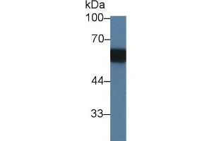 Western blot analysis of Rat Serum, using Rat PAG1 Antibody (3 µg/ml) and HRP-conjugated Goat Anti-Rabbit antibody (