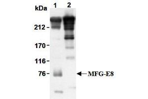 Western Blotting (WB) image for anti-Milk Fat Globule-EGF Factor 8 Protein (MFGE8) antibody (ABIN1449192) (MFGE8 antibody)