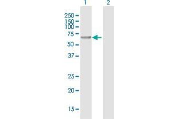 CHMP7 antibody  (AA 1-453)