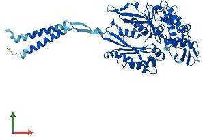 Protein Structure (PS) image for Ectonucleoside Triphosphate diphosphohydrolase 8 (ENTPD8) (AA 1-495) protein (His tag) (ABIN7553787)
