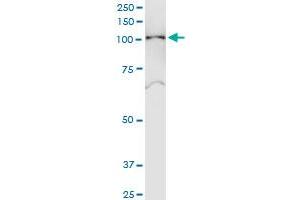 Immunoprecipitation of SNX19 transfected lysate using anti-SNX19 MaxPab rabbit polyclonal antibody and Protein A Magnetic Bead , and immunoblotted with SNX19 purified MaxPab mouse polyclonal antibody (B01P) . (SNX19 antibody  (AA 1-803))