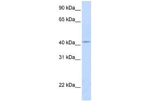 WB Suggested Anti-COX10 Antibody Titration:  0. (COX10 antibody  (Middle Region))