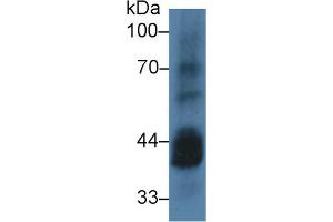 Western Blot; Sample: Mouse Testis lysate; Primary Ab: 3µg/ml Rabbit Anti-Human CSNK1a1 Antibody Second Ab: 0. (CSNK1A1 antibody  (AA 130-337))