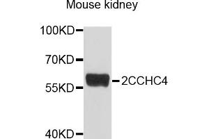 Western blot analysis of extracts of mouse kidney, using ZCCHC4 antibody (ABIN6003842) at 1/1000 dilution.
