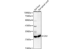 Western blot analysis of extracts of various cell lines, using C antibody (ABIN6131265, ABIN6137793, ABIN6137794 and ABIN6217485) at 1:1000 dilution. (CA3 antibody  (AA 1-260))