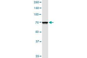 NDUFS1 MaxPab rabbit polyclonal antibody. (NDUFS1 antibody  (AA 1-727))