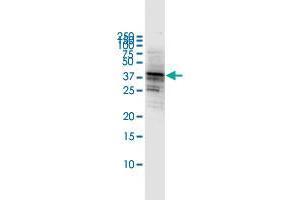 Western Blot detection against Immunogen (53. (CD80 antibody  (AA 1-288))