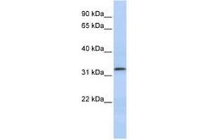 LACTB2 antibody  (AA 107-156)