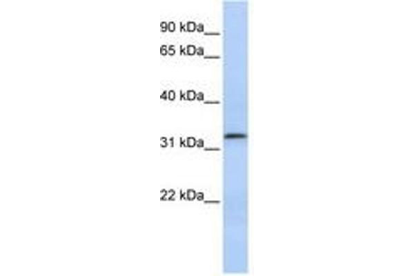 LACTB2 antibody  (AA 107-156)