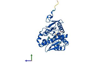 AlphaFold protein structure predicition of Human Recombinant MGLL Protein, UniprotID Q99685 (MGLL Protein (AA 1-303) (His tag))