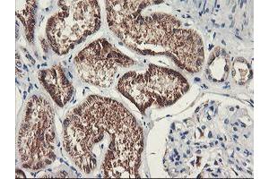 Immunohistochemical staining of paraffin-embedded Human Kidney tissue using anti-PDSS2 mouse monoclonal antibody.