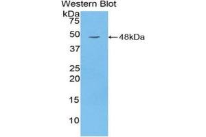 Western Blotting (WB) image for anti-CD40 Ligand (CD40LG) (AA 113-261) antibody (ABIN3209278) (CD40 Ligand antibody  (AA 113-261))