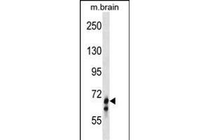 GLB1L Antibody (N-term) (ABIN1539000 and ABIN2849961) western blot analysis in mouse brain tissue lysates (35 μg/lane). (GLB1L antibody  (N-Term))