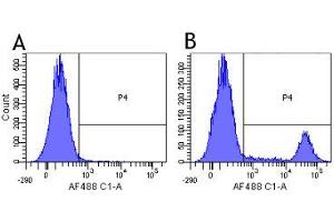 Flow-cytometry using the anti-CD20 research biosimilar antibody Rituximab   Human lymphocytes were stained with an isotype control (panel A) or the rabbit-chimeric version of Rituximab (panel B) at a concentration of 1 µg/ml for 30 mins at RT. (Recombinant MS4A1 (Rituximab Biosimilar) antibody)