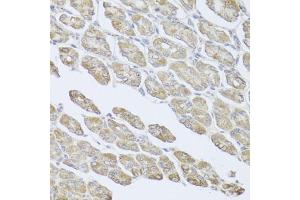 Immunohistochemistry of paraffin-embedded mouse stomach using MSMB antibody (ABIN6003799) at dilution of 1/100 (40x lens).