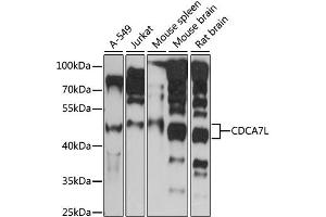 Western blot analysis of extracts of various cell lines, using CDCA7L antibody (ABIN6291901) at 1:1000 dilution.