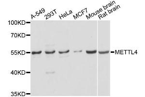 Western blot analysis of extracts of various cell lines, using METTL4 antibody (ABIN5996743) at 1/2000 dilution.