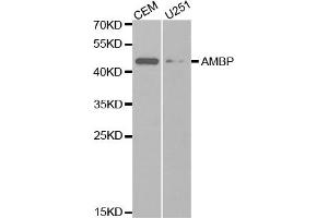 Western blot analysis of extracts of various cell lines, using AMBP antibody (ABIN5970945) at 1/1000 dilution. (AMBP antibody)