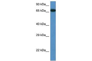 WB Suggested Anti-Mbtd1 Antibody Titration: 1. (MBTD1 antibody  (Middle Region))